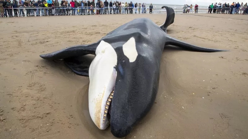 Stranded orca Gala