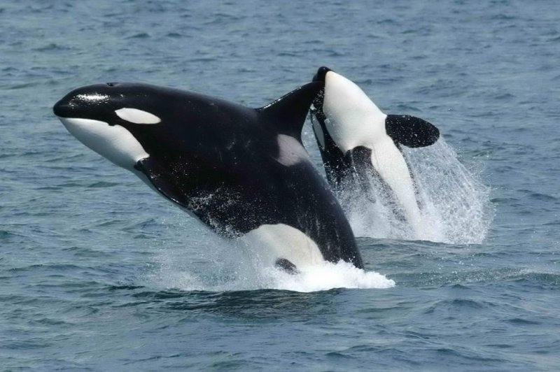 Two wild orcas travelling together in open water