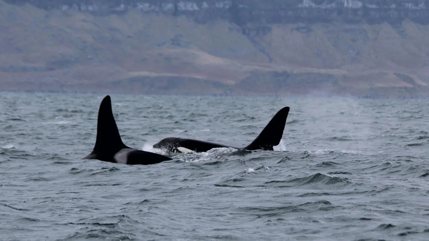 Two wild orcas swimming freely in the Ocean